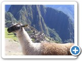 Alpaga au Machu Picchu
