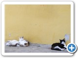Chats chiliens Valparaiso (1)