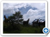 Chevaux de Patagonie