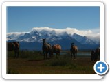Chevaux de Patagonie (3)