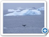 Baleine Humpback