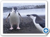 Pingouins Chinstrap