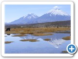 Lamas devant volcans Parinacota et Pomerape-  Effet de miroir