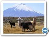 Lamas devant volcans Parinacota et Pomerape