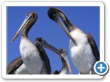 Pelicans port Iquique