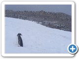 Pingouins Gentoo